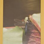 兼松喜子 (東京23 )「羽根休め」