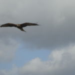 金政 初美(京葉)
「獲物を求めて」