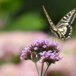 森本喜美子(東京23)「紫陽花に蝶々」