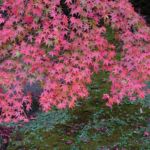 鈴木 憲冶(湘南)
「紅葉」