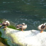 金政 初美(京葉)「ソーシャル・ディスタンスを守って羽繕い」