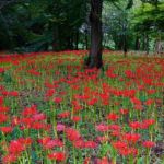 小林 哲二(京葉)
「村上緑地公園」