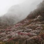 鈴木 憲冶(湘南)
「霧の梅林」