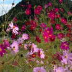 和田 重幸(さきたま)
「春秋-乙女のコスモス」