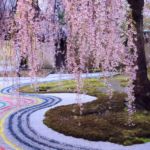 須藤 稔(東京23)「春爛漫・京都」