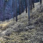 船塚 和雄(さきたま)「密の森」