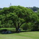 本名 義光(さきたま)
「大きな木の木陰での集い」