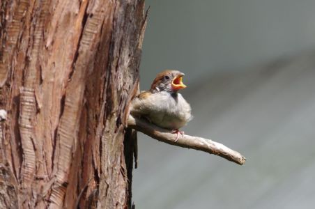 田辺弘(さきたま)
おかぁ~ちゃん!