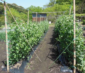 中島健而 (家庭菜園)
「スナックエンドウの畑」