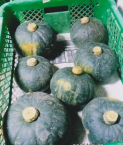 寺門 忍(家庭菜園)「秋かぼちゃ」