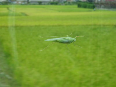 金政初美(京葉)
「風圧に抗して」