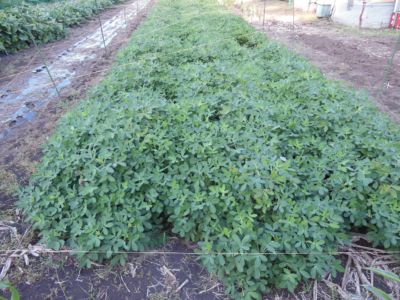 中島健而 (家庭菜園)「南京豆の畑」