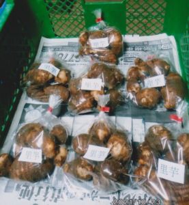 寺門 忍(家庭菜園)「里芋」