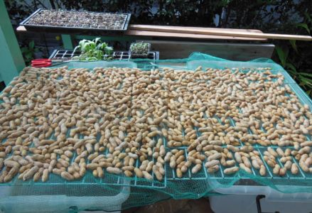 中島健而(家庭菜園)「南京豆を干す」